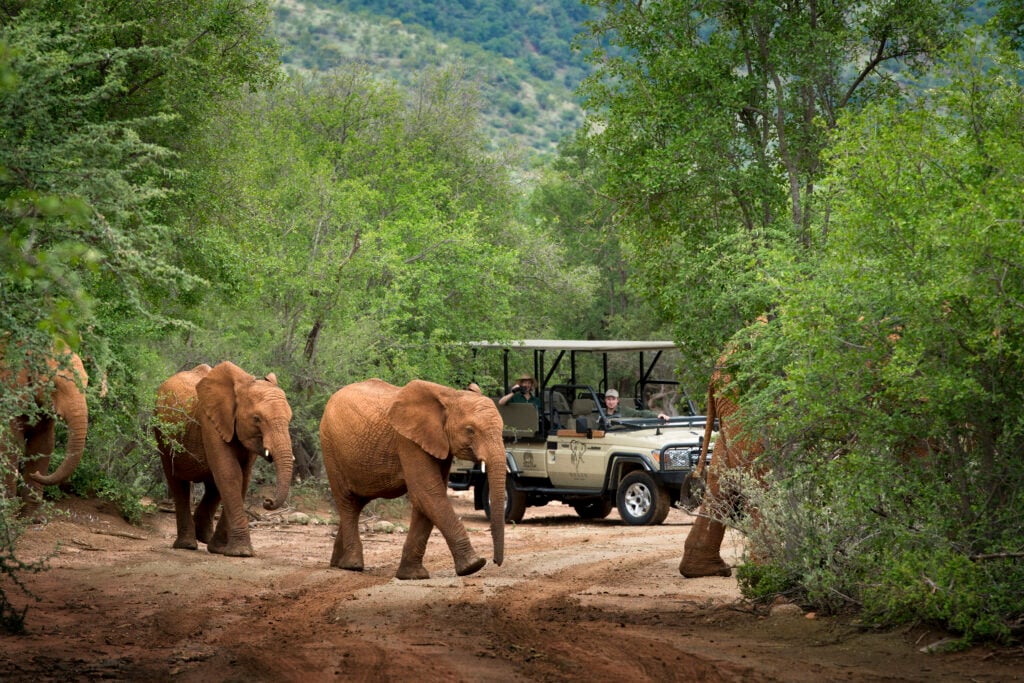 1-day-luxury-Pilanesberg-safaris3-1024x683