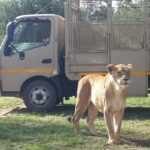 Lion Park vs. Rhino & Lion Reserve: Which One is Right for You?