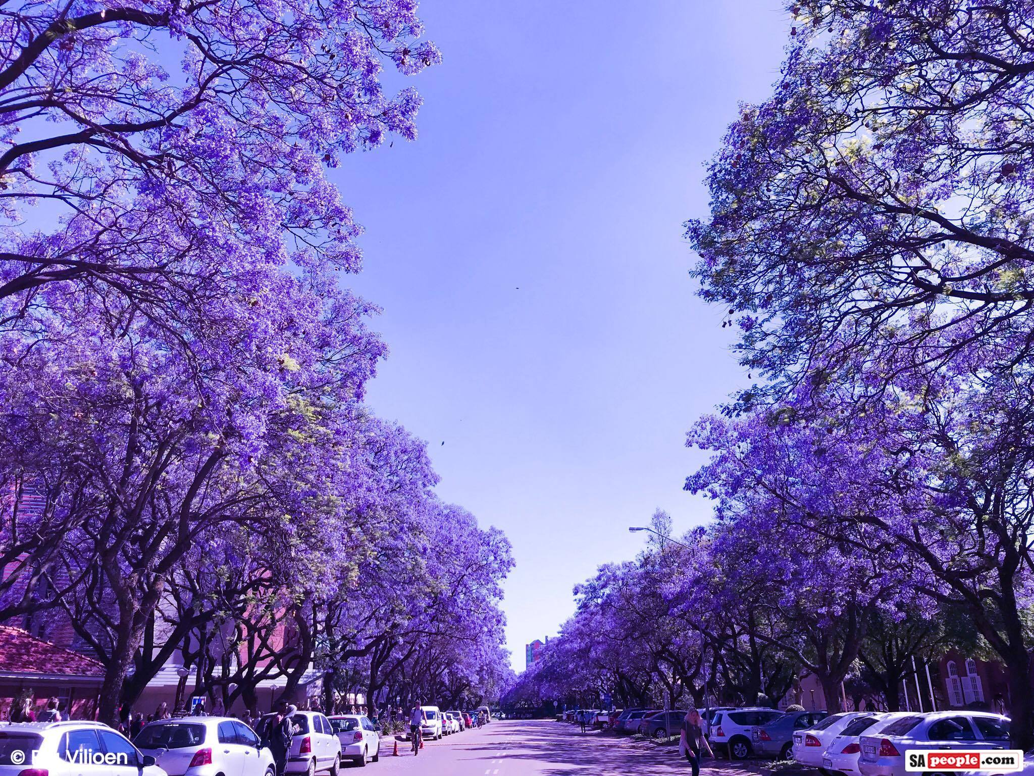 jacaranda-pretoria-3